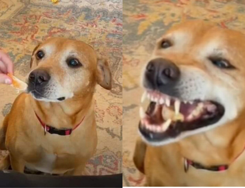 Reacția acestui câine după ce mănâncă o portocală/ Tik Tok