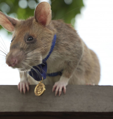 Landmine Detecting Rat Receives Gold Medal For Animal Bravery