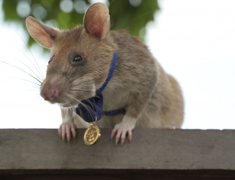 Landmine Detecting Rat Receives Gold Medal For Animal Bravery