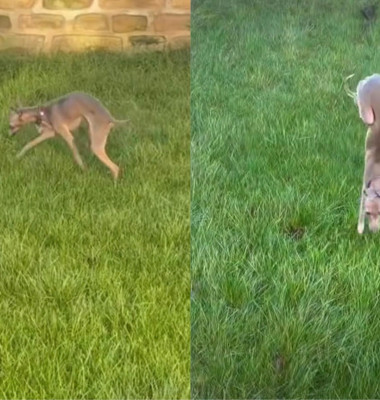 Un câine merge doar pe labele din față pentru a evita iarba umedă/ Tik Tok