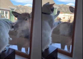 Momentul emoționant în care o pisică încearcă să îmbrățișeze un elan prin ușa de sticlă