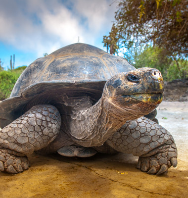 O broască țestoasă a adus verighetele la nunta/ Shutterstock
