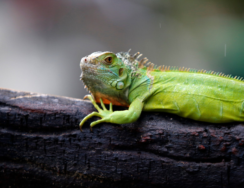 The,Green,Iguana,,Also,Known,As,The,American,Iguana,,Is