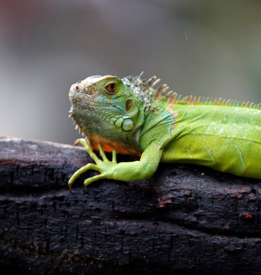 The,Green,Iguana,,Also,Known,As,The,American,Iguana,,Is