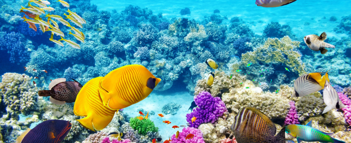 Wonderful,And,Beautiful,Underwater,World,With,Corals,And,Tropical,Fish.