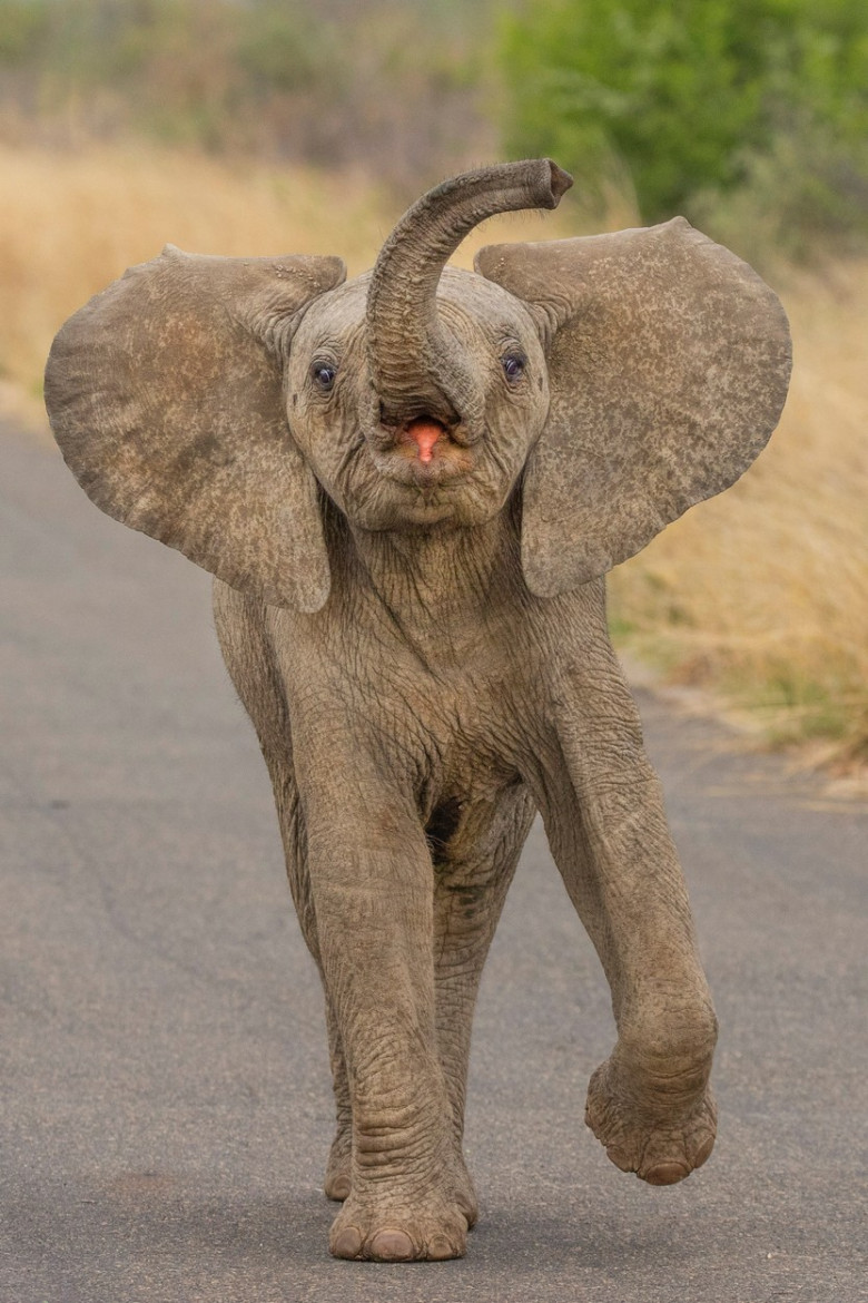 Acest pui de elefant iubește camera de fotografiat/ Profimedia