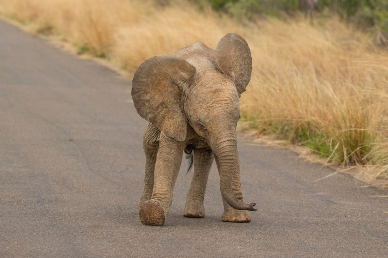 Acest pui de elefant iubește camera de fotografiat/ Profimedia