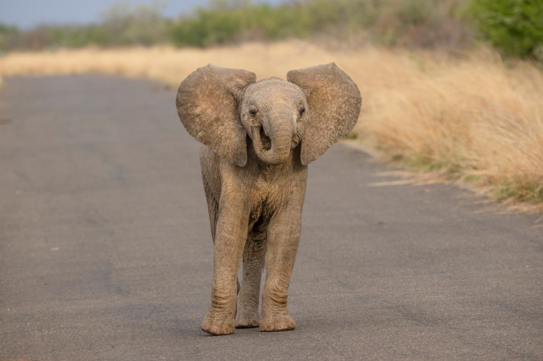 Acest pui de elefant iubește camera de fotografiat/ Profimedia