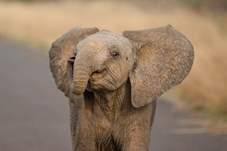 Acest pui de elefant iubește camera de fotografiat/ Profimedia