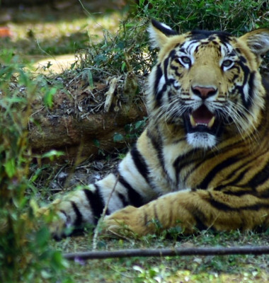 Un tigru de o culoare neobișnuită a fost surprins în India/ Profimedia