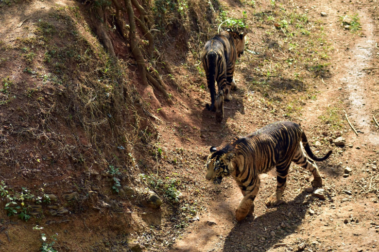 Un tigru de o culoare neobișnuită a fost surprins în India/ Profimedia