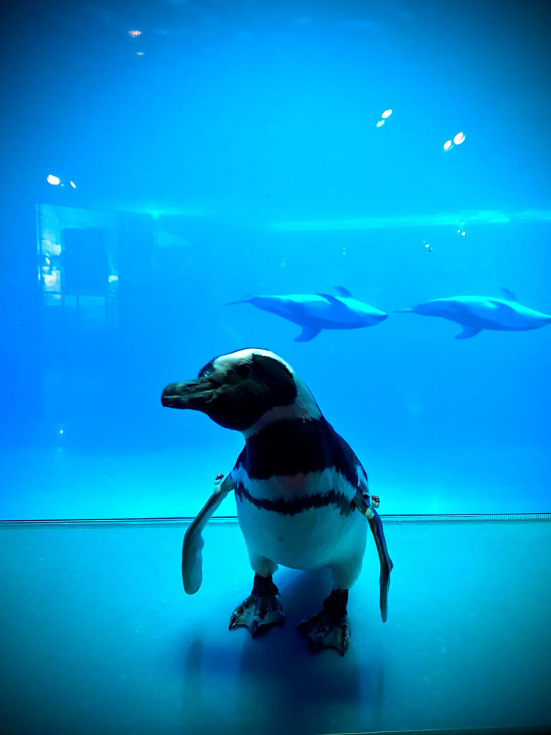 Who Let The Birds Out! Adorable Videos Show Penguins Roaming Around Empty Aquarium Amid Coronavirus Lockdown