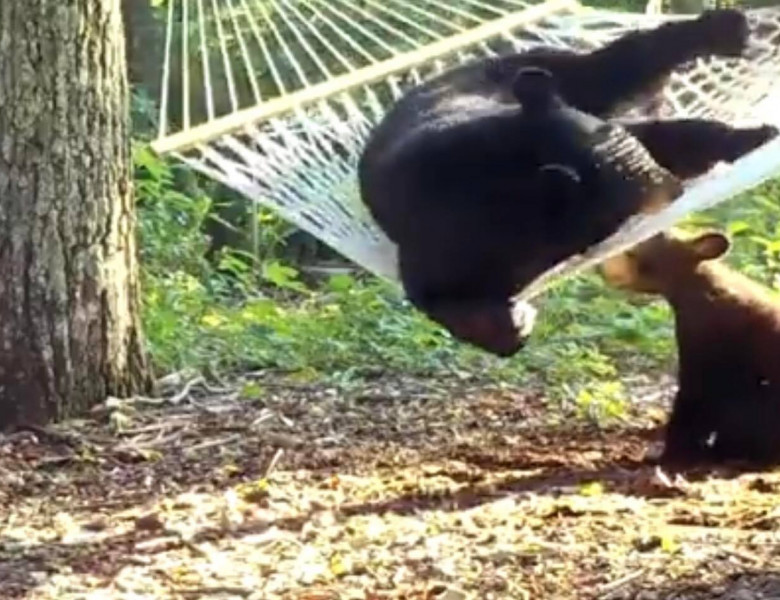 O femeie a cumpărat un hamac pentru o ursoaică și puii ei/ Youtube