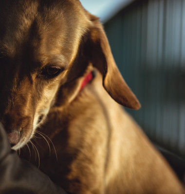 Câinii se tem de întuneric/ Shutterstock