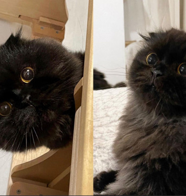 Gimo, pisica cu cei mai mari ochi din lume/ Instagram