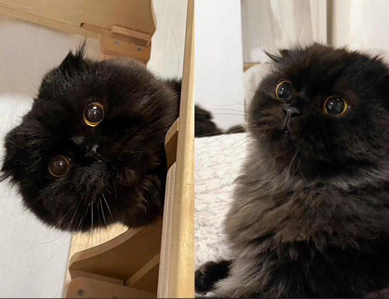 Gimo, pisica cu cei mai mari ochi din lume/ Instagram