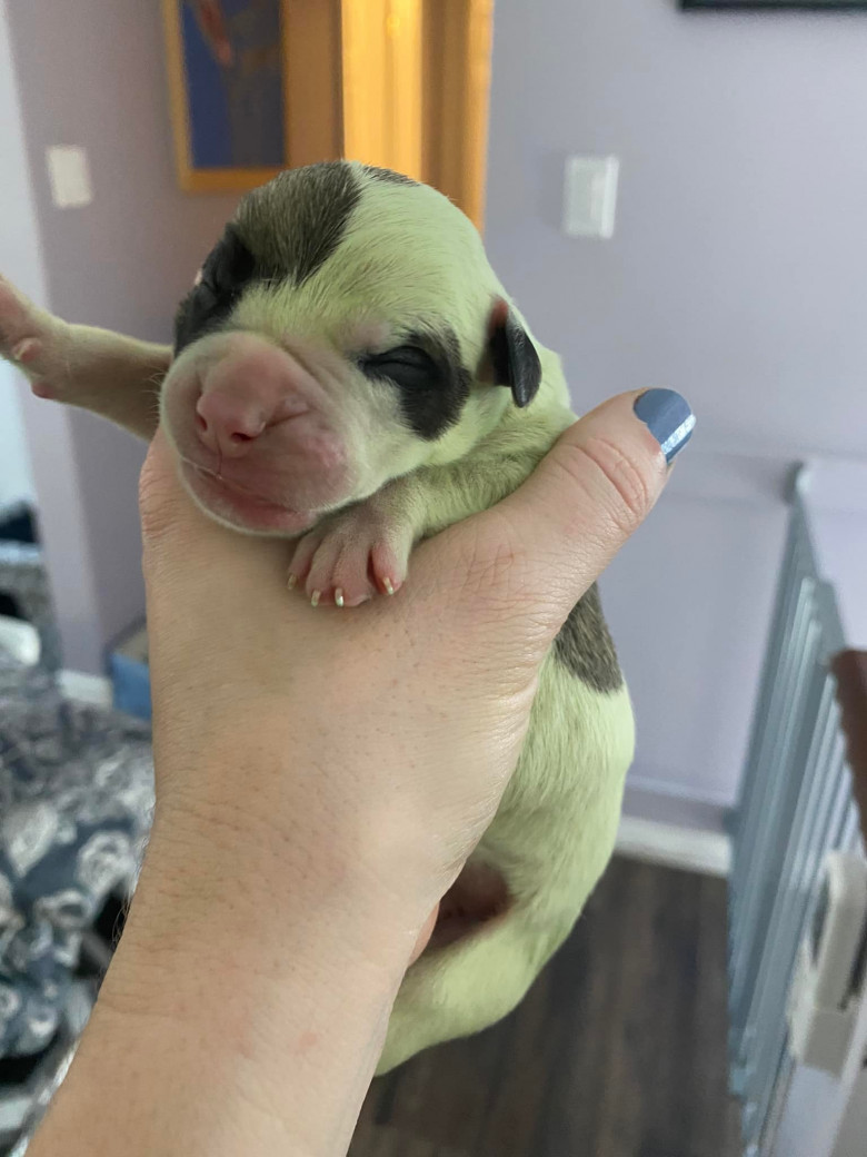 Un pui de bulldog s-a născut complet verde/ Facebook Audra Rhys