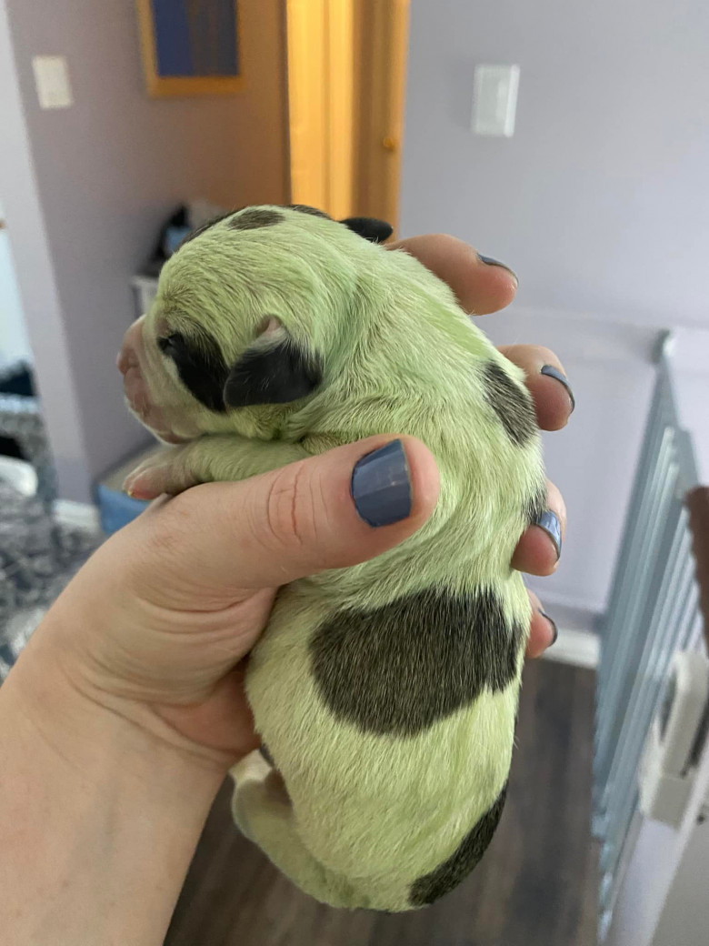 Un pui de bulldog s-a născut complet verde/ Facebook Audra Rhys