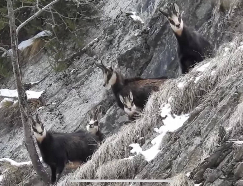 Un grup de capre negre surprins în Parcul Natural Putna Vrancea/ Facebook