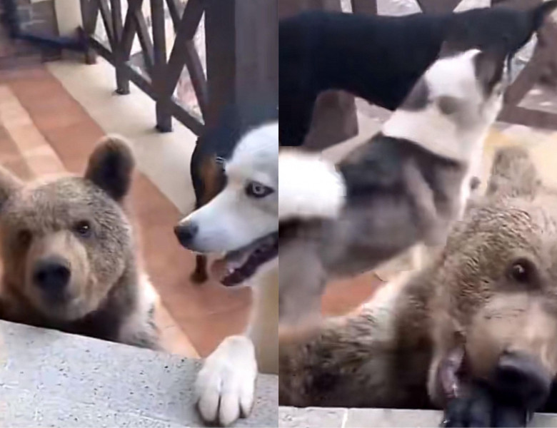 Un bărbat și-a surprins câinii jucându-se în fața casei sale cu un pui de urs/ Tik Tok