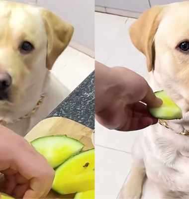 Reacția unui câine când stăpânul lui îi oferă o felie de pepene mușcată/ Tik Tok