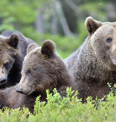 Trei urși au fost salvați dintr-un sanctuar din Ucraina/ Shutterstock
