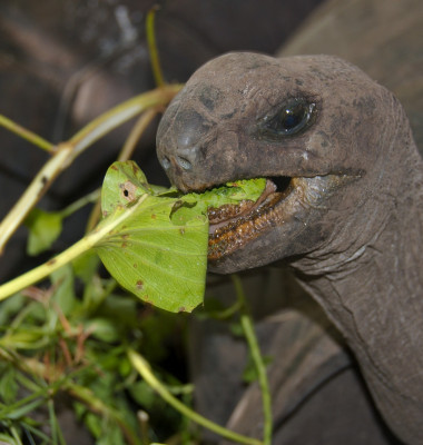 Seychelles animals