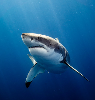 Great,White,Shark,Close,Up,Shot