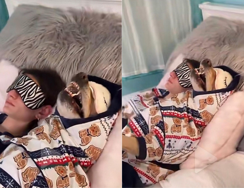 Un labrador, surprins relaxându-se cu stăpâna lui în pijamale/ Tik Tok