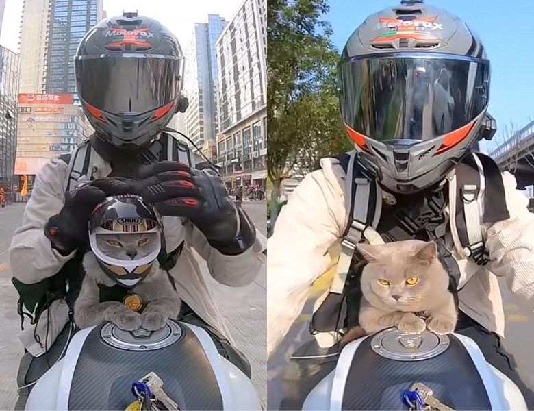 Această pisică iubește să călătorească cu stăpânul ei pe motocicletă/ Tik Tok