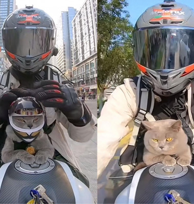 Această pisică iubește să călătorească cu stăpânul ei pe motocicletă/ Tik Tok