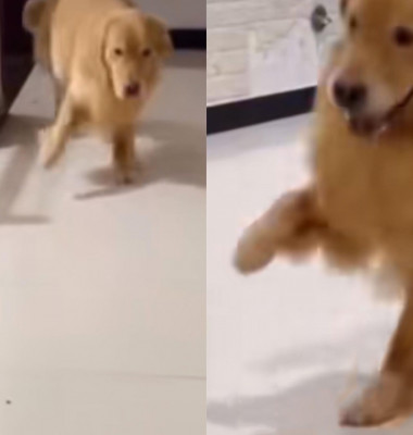 Acest câine își imită stăpânul după ce și-a rupt piciorul/ Tik Tok