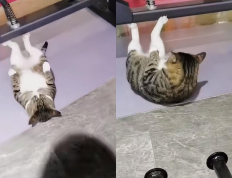 O pisică a fost surprinsă făcând sport într-o sală de fitness/ Foto: Tik Tok