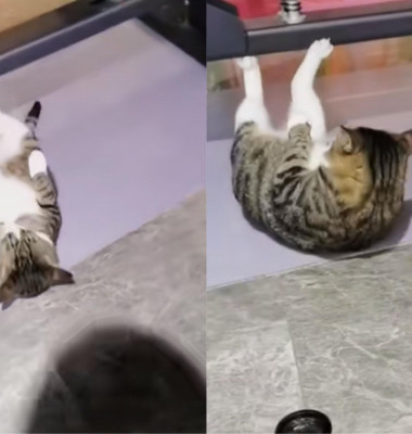 O pisică a fost surprinsă făcând sport într-o sală de fitness/ Foto: Tik Tok