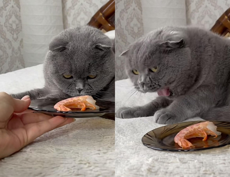Reacția unei pisici atunci când miroase un crevete/ Foto: Tik Tok
