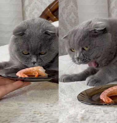 Reacția unei pisici atunci când miroase un crevete/ Foto: Tik Tok
