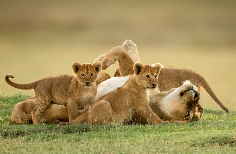 Cub approaches lioness lying covered in cubs