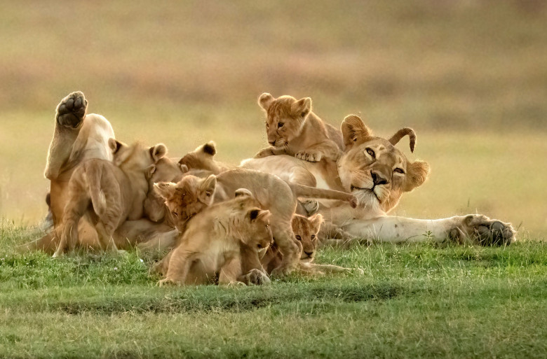 Cub approaches lioness lying covered in cubs