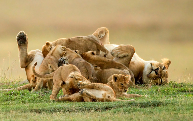 Cub approaches lioness lying covered in cubs