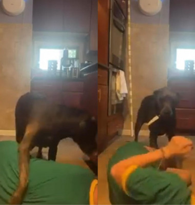 Reacția unui câine când stăpâna lui s-a prefăcut că leșină/ Foto: Facebook