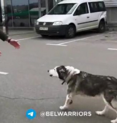 Reacția unui Husky din Ucraina când și-a văzut stăpânul/ Foto: Captura Youtube