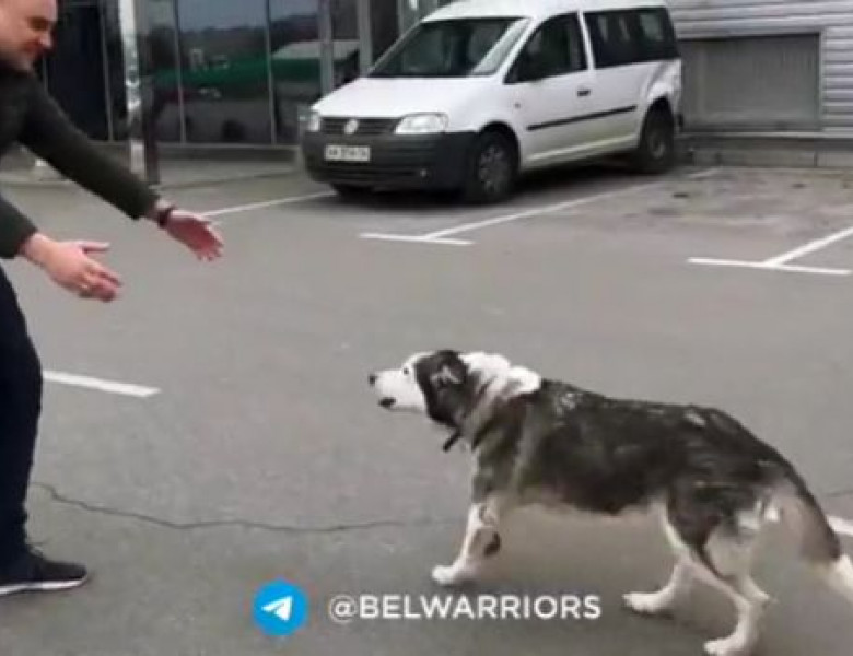 Reacția unui Husky din Ucraina când și-a văzut stăpânul/ Foto: Captura Youtube
