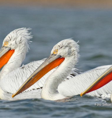 digi-animal-club-pelicanul-cret