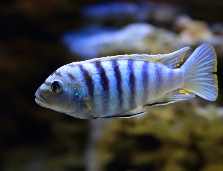 Pseudotropheus,Saulosi.,Cichlid,Fish,From,Lake,Malawi