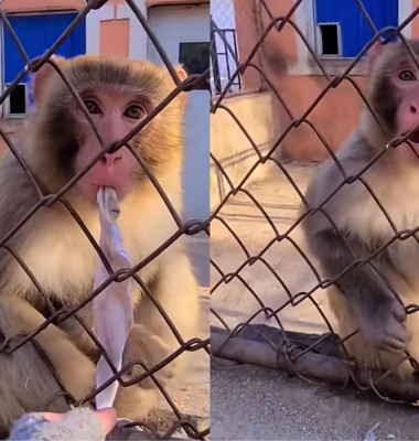 Această maimuță a devenit virală pe Tik Tok/ Tik Tok