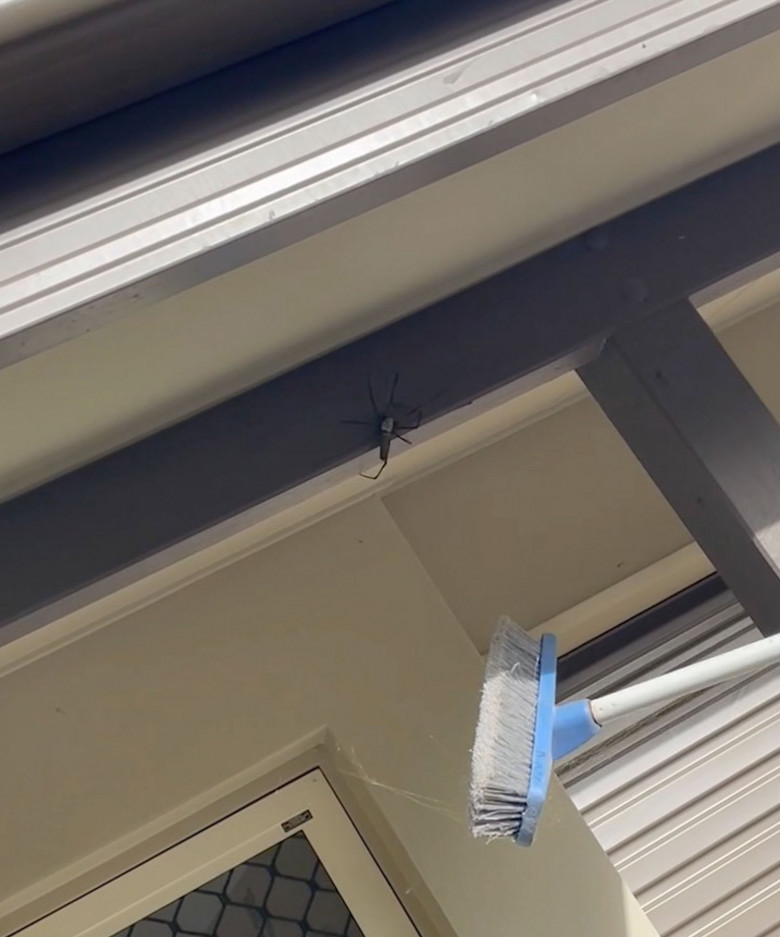 Un păianjen de aproape 18 centimentri și-a făcut cuib pe terasa unei femei/ Profimedia