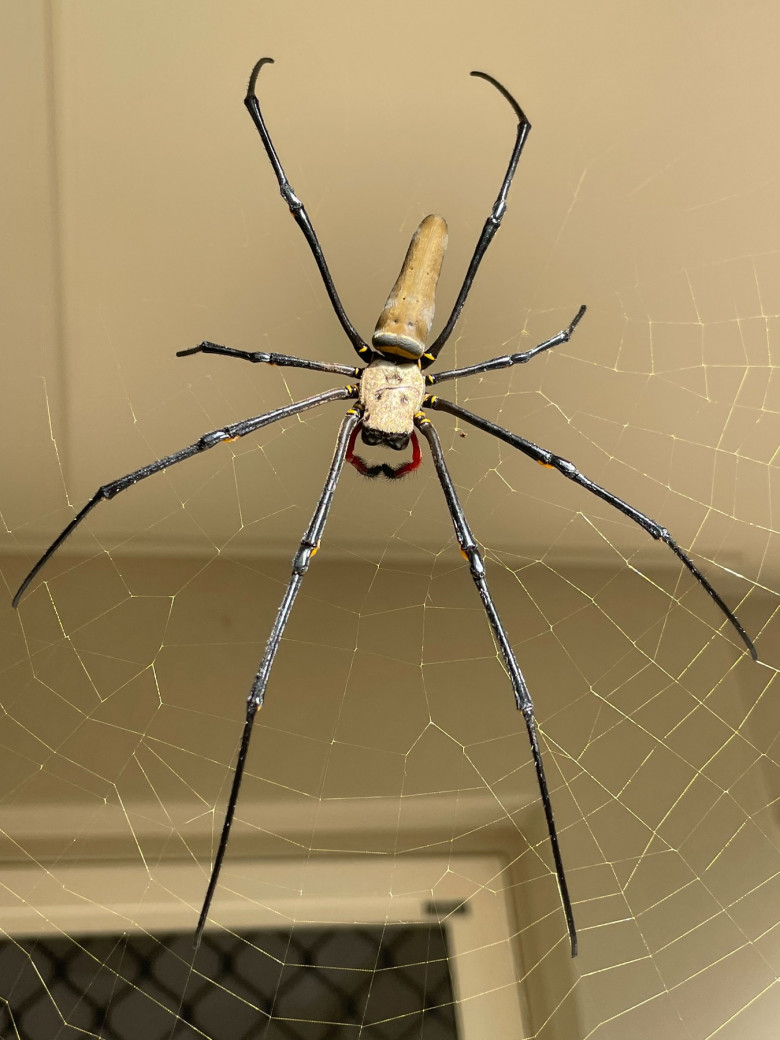 MAUn păianjen de aproape 18 centimentri și-a făcut cuib pe terasa unei femei/ ProfimediaSSIVE SPIDER LARGER THAN HAND
