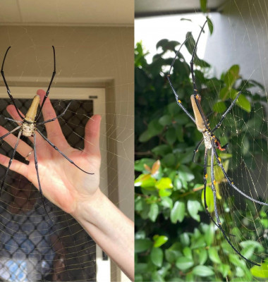 Un păianjen de aproape 18 centimentri și-a făcut cuib pe terasa unei femei/ Profimedia