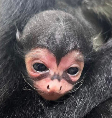 Acest pui de maimuță este unic în lume/ Foto: Instagram