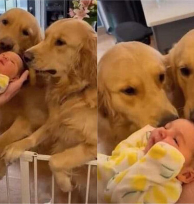 Gestul adorabil făcut de doi câini atunci când au cunoscut bebelușul familiei/ Tik Tok
